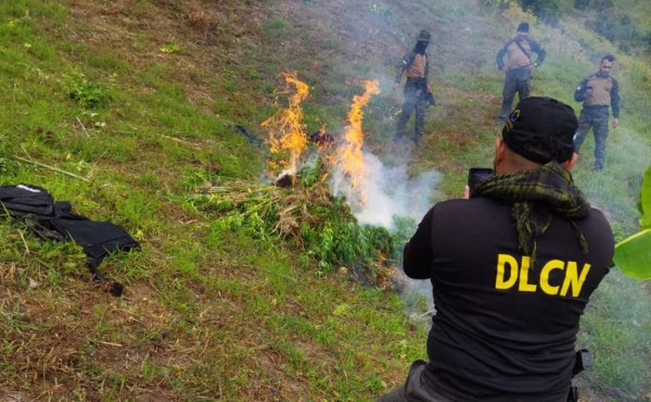 Desmanteladas varias plantaciones de marihuana en Colón