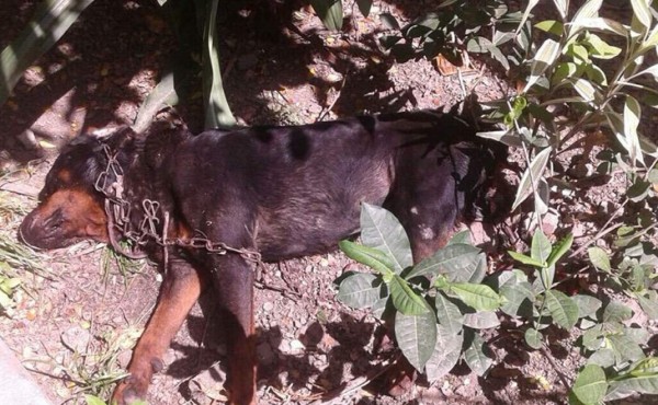 Recomendaciones para las personas que tienen perros agresivos