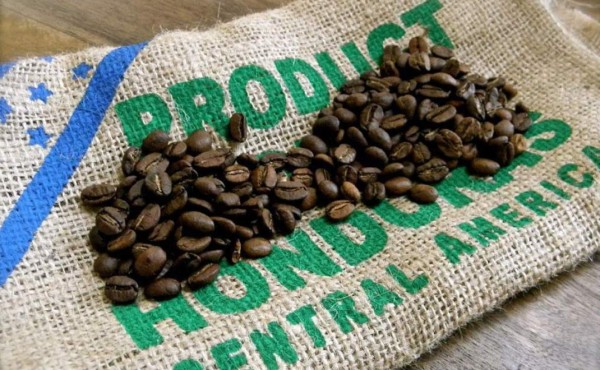 Ingresos por exportación de café hondureño bajan un 31%
