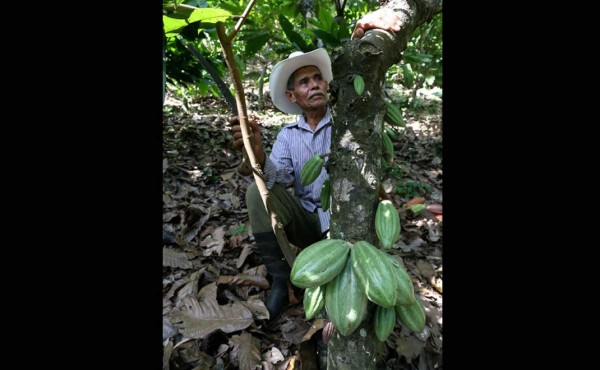 Cacaoteros preparan feria navideña