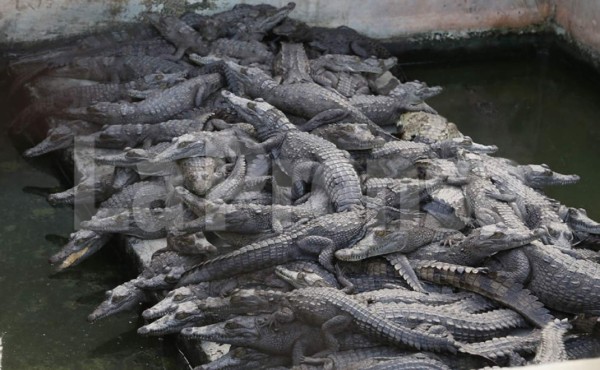 Joya Grande velará por los cocodrilos de los Rosenthal