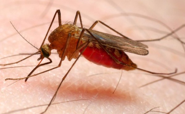 OPS designa a Honduras un país 'campeón' contra la malaria