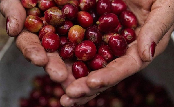 Baja exportación de café, pero suben ingresos por los precios