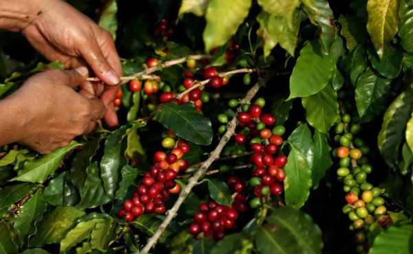 El IICA destaca programa de productividad para la agricultura en Honduras