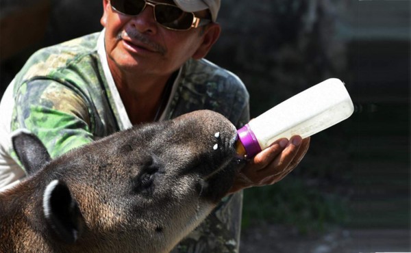 Salvar al tapir, la gran apuesta del zoológico hondureño Joya Grande  
