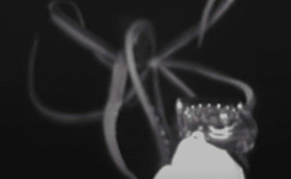 ¿El Kraken? Graban video de pulpo gigante nadando en las profundidades
