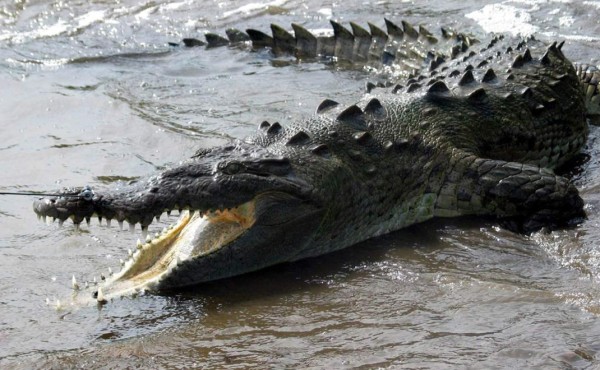 Pastor intentó hacer el milagro de Jesús y fue devorado por cocodrilos