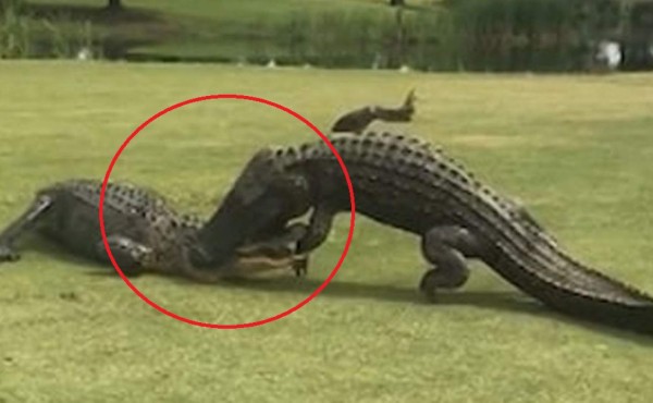 Video viral: dos enormes cocodrilos se pelean hasta la muerte