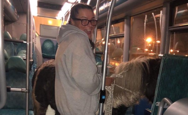Increíble: un caballo toma el autobús para volver a casa