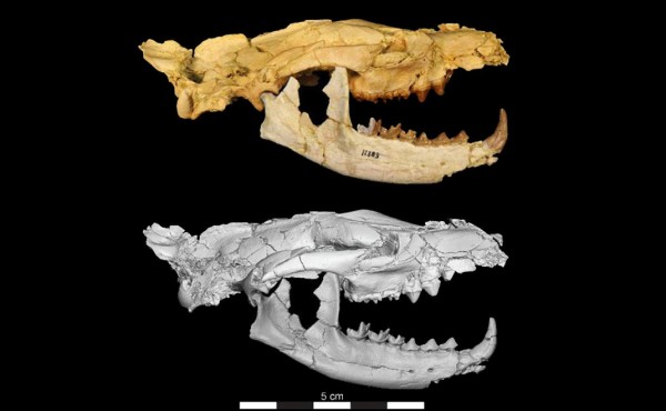 'Pequeño Anubis', el carnívoro de 34 millones de años hallado en Egipto