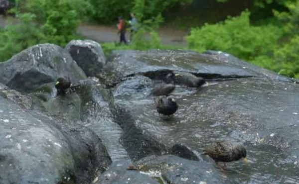 Central Park reabre un santuario secreto cerrado durante 80 años