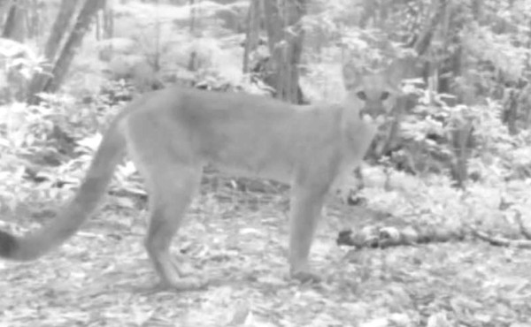 Puma es captado caminando en el Parque Nacional La Tigra