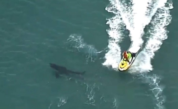 Video: surfista muere tras el ataque de un tiburón blanco en Australia
