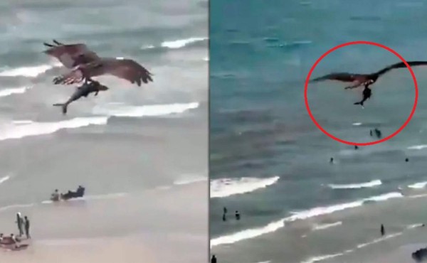 Video viral: Un águila caza con sus garras a un tiburón