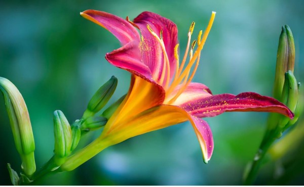 Tips para hacer florecer tus plantas