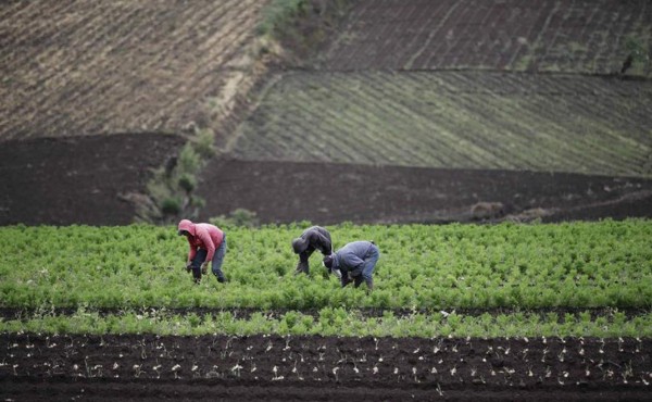 Anuncian mas apoyo en cambio climático y agricultura para Centroamérica