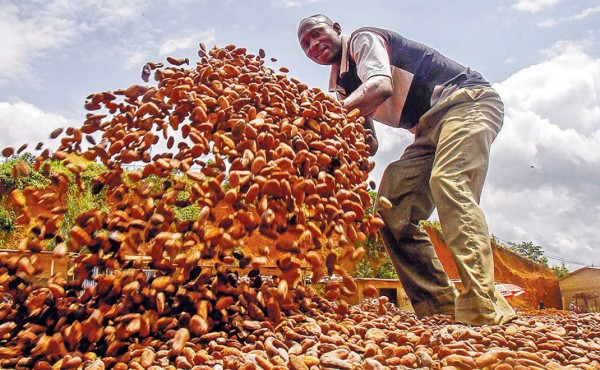 La escasez de cacao infla el precio del chocolate