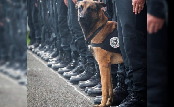 'Diesel', la heroína canina asesinada por los terroristas
