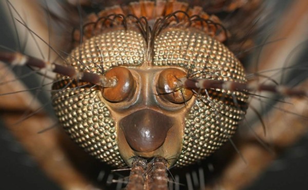 Un insecto 'diabólico' aterroriza en las redes  