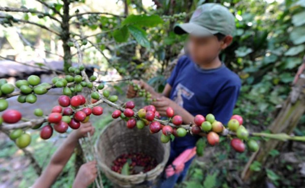 Lanzan programa para erradicar el trabajo infantil en el sector café