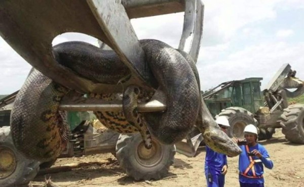 Video: Hallan gigantesca anaconda en una represa de Brasil