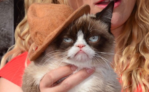 Muere Grumpy Cat, la gata sensación en internet