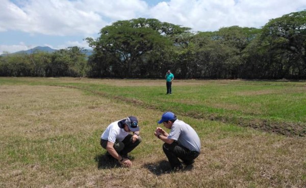 Productores de arroz de Intibucá perderán el 50% de sus cosechas