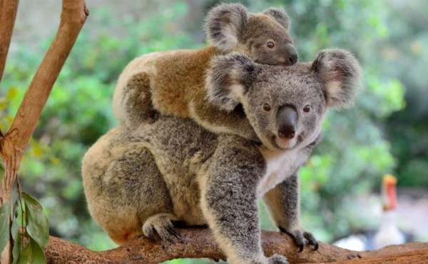 Los koalas podrían extinguirse en el este de Australia para el 2050