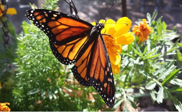 Las Monarca: verdaderas heroínas &nbsp;&nbsp;