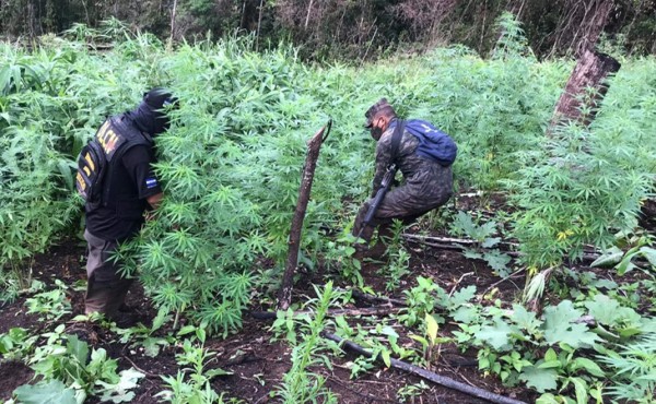 Aseguran tres narcolaboratorios y plantaciones de marihuana Colón