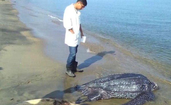 Tortuga marina aparece muerta en la playa Municipal de Puerto Cortés
