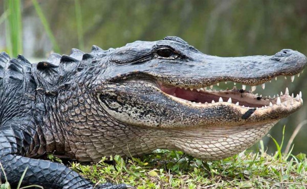 Un australiano sobrevivió tres semanas en un bosque lleno de cocodrilos