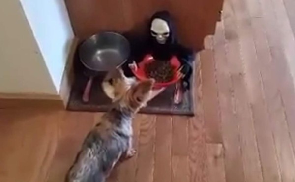 Video de perro ladrando a muñeco de Halloween se vuelve viral