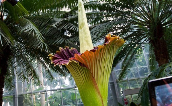 Una 'flor cadáver', la más grande del mundo, florece en Bélgica