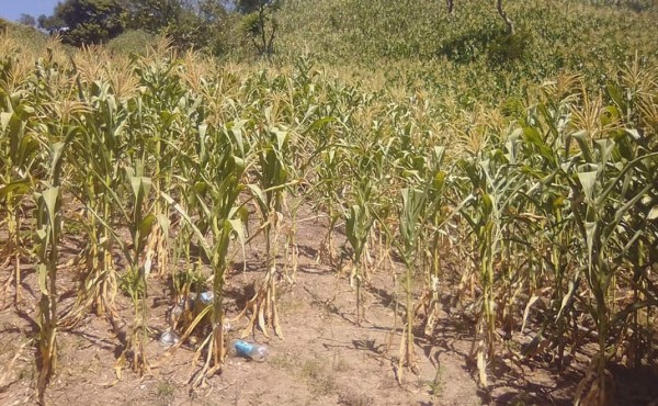 Declaran emergencia por sequía en La Virtud, Lempira