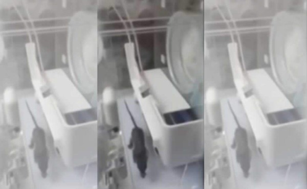 Encuentran rata en incubadora tras morder a bebé prematuro