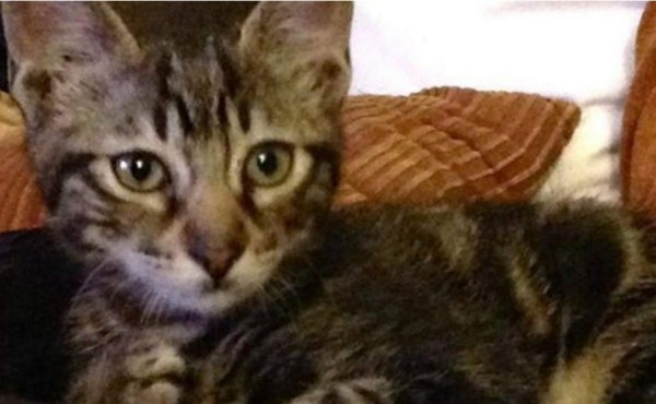 Ofrece de recompensa boletos para los Rolling Stones por hallar su gato