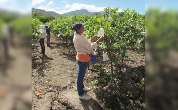 Productores de guayaba piden ser exonerados de impuestos