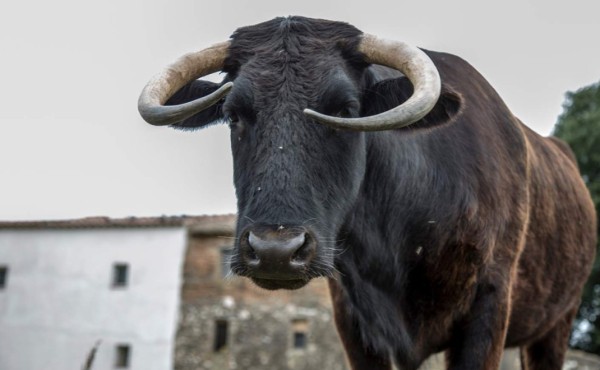 Movilización en España para salvar de la muerte a vaca que no tiene papeles