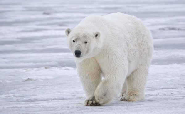 Aumenta el canibalismo entre los osos polares, dicen científicos rusos