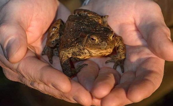 Decomisan en Perú 1,520 sapos que iban a ser usados como afrodisíaco