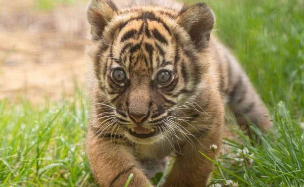 Nace un raro ejemplar de tigre de Sumatra en un zoo de Polonia