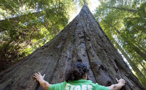 Descubren gigantescos árboles de hasta 40 metros en Papúa