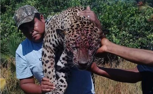 ﻿Campesinos matan a un jaguar en La Mosquitia