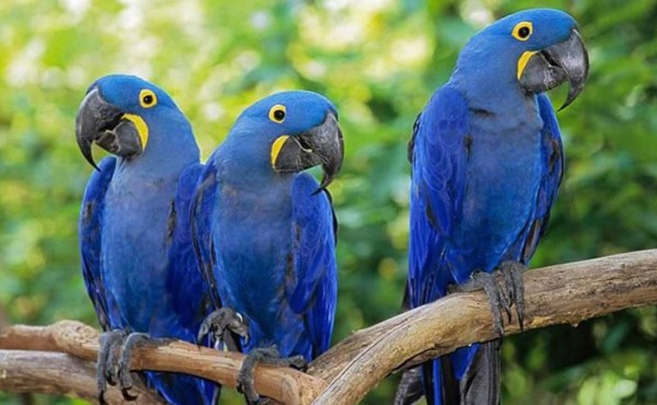 Guacamayas azules regresan a Brasil en estado salvaje  