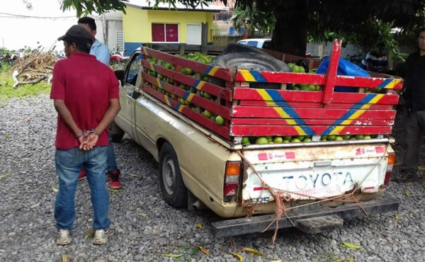 Caen transportando 100 paquetes de marihuana en La Ceiba  