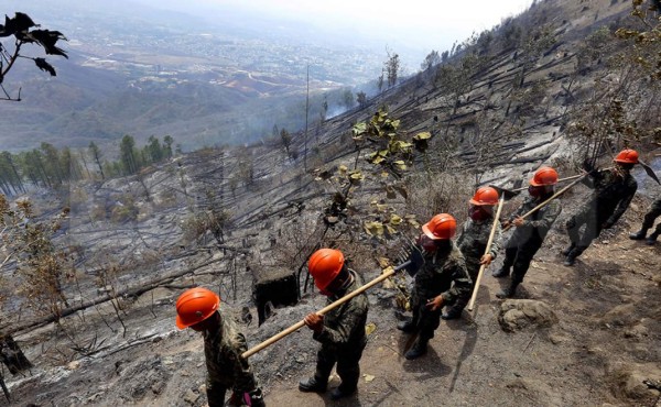 Devastadas 400 hectáreas de pino en Tegucigalpa