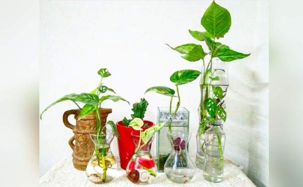 Plantas que crecen en jarrones de agua