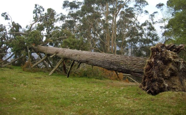 Muere un niño aplastado por un árbol en Baviera en medio de intensas nevadas