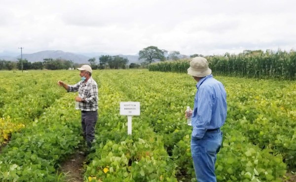 Agricultura de AL y el Caribe debe ser prioridad en la era pospandemia
